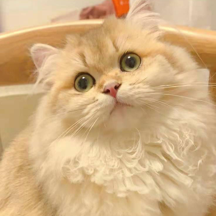 深圳猫舍-仙猫馆繁育细节图8