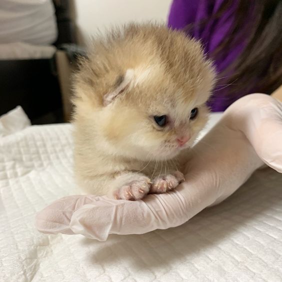 深圳猫舍-仙猫馆繁育细节图6