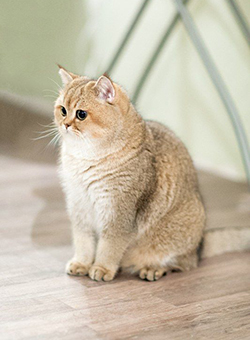 本地猫砂用户评价4