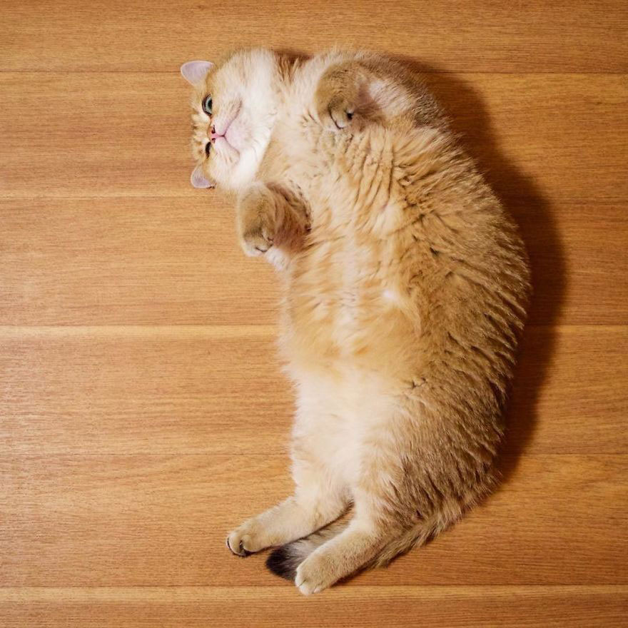 深圳猫舍-仙猫馆繁育细节图5